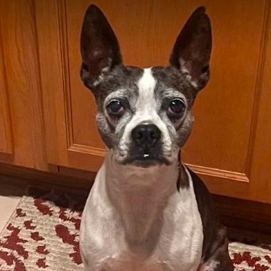 Enlarge Chloe, a Adoptable Boston Terrier in North Richland Hills, TX image 1/1