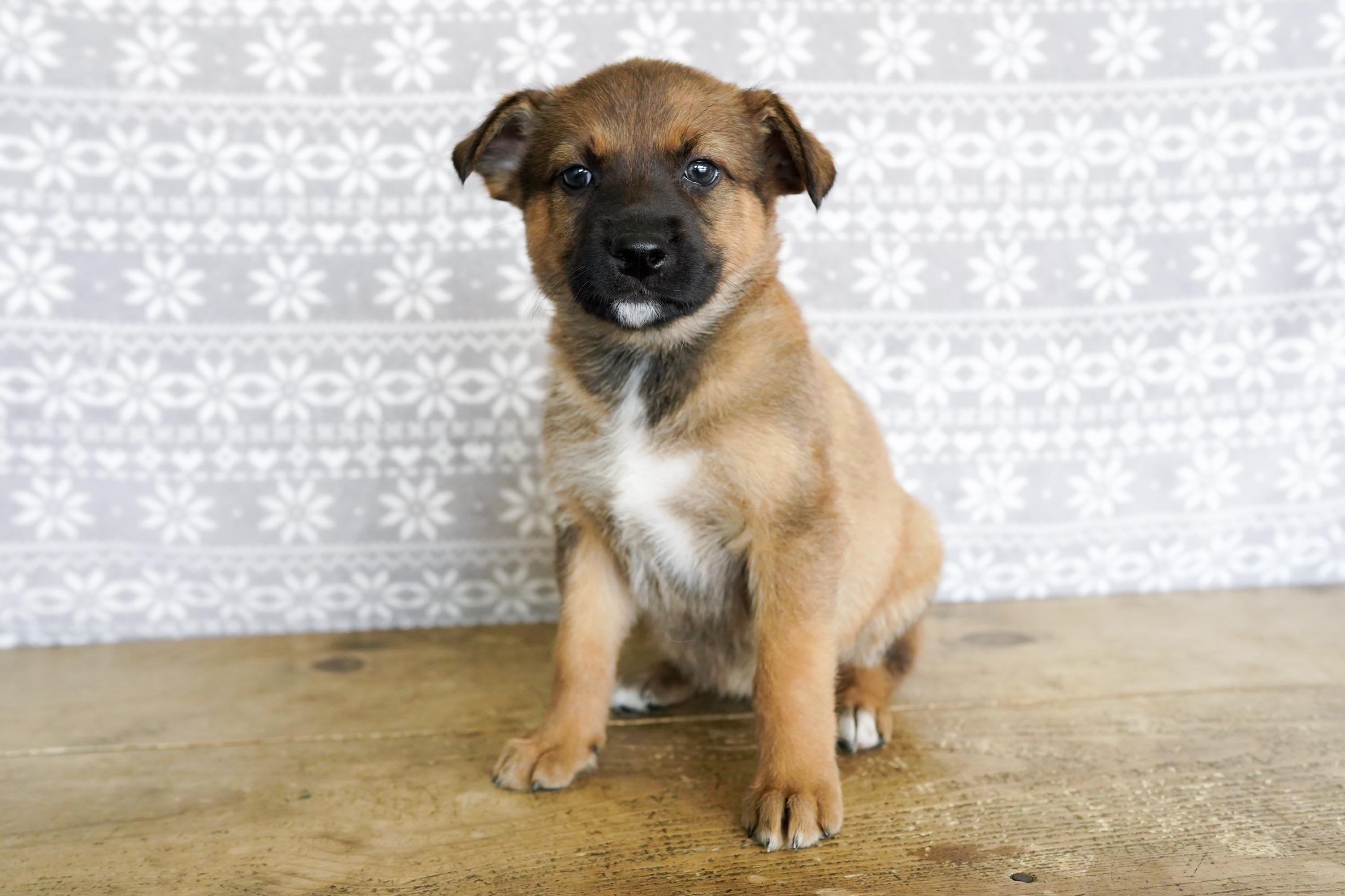 Erica, ADOPTABLE, Puppy Female Australian Cattle Dog / Blue Heeler.