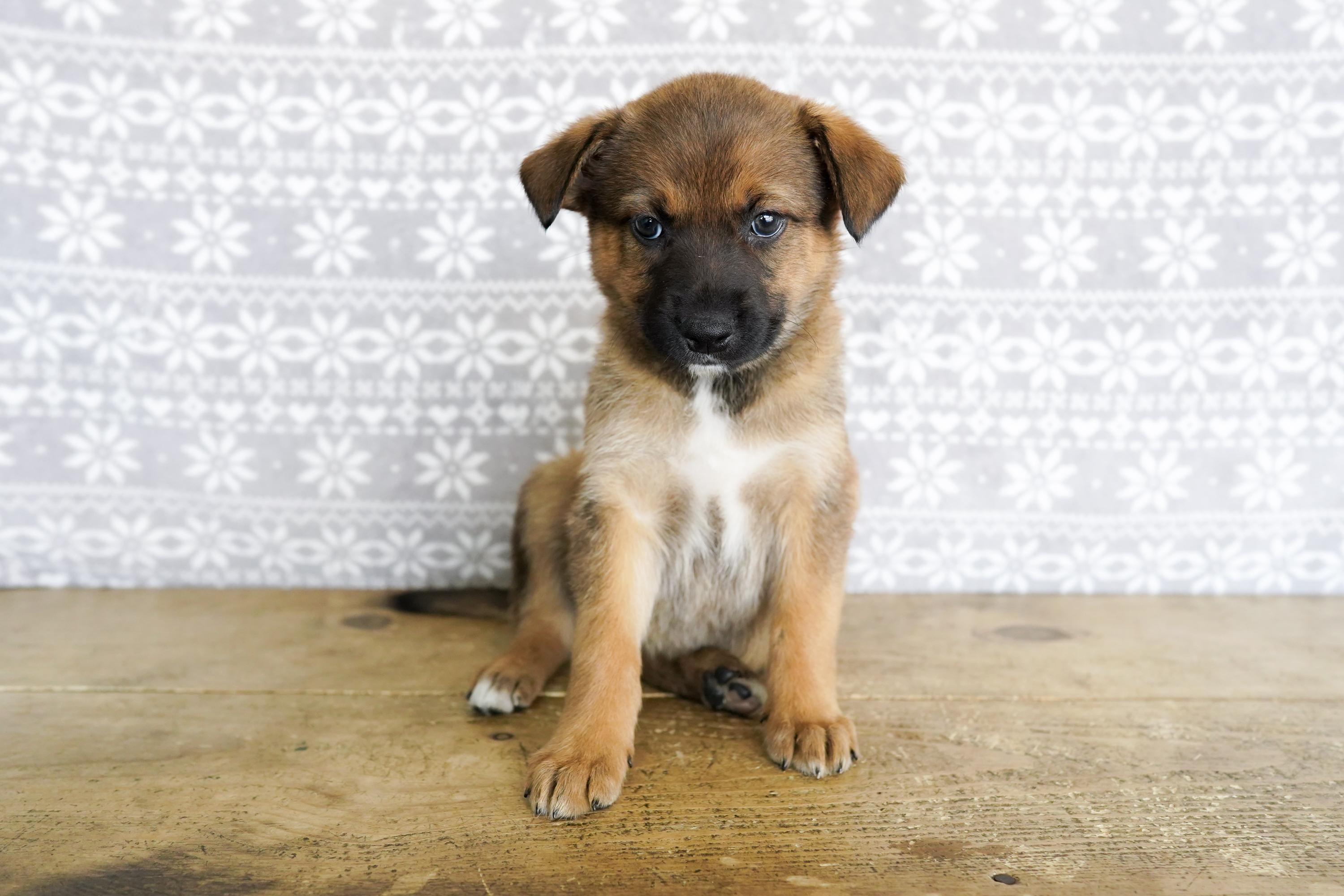 Enlarge Erica, a ADOPTABLE mixed breed in San Antonio, TX image 2/5