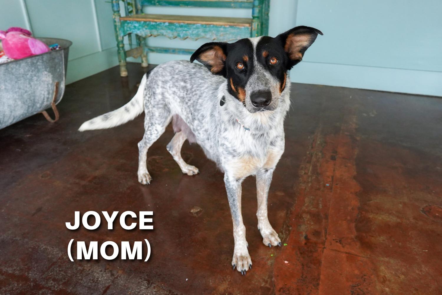 Enlarge Erica, a ADOPTABLE mixed breed in San Antonio, TX image 3/5