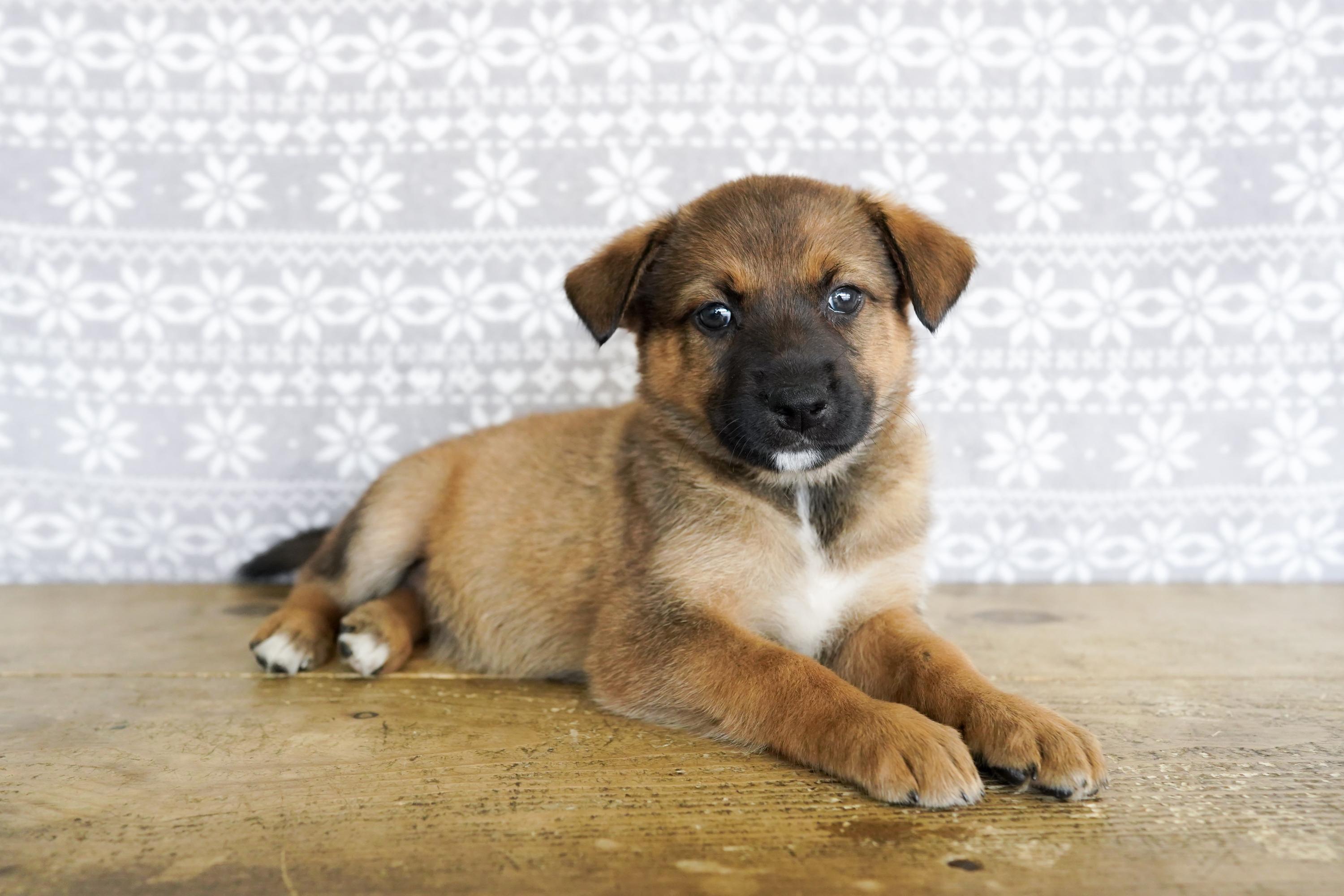 Enlarge Erica, a ADOPTABLE mixed breed in San Antonio, TX image 4/5