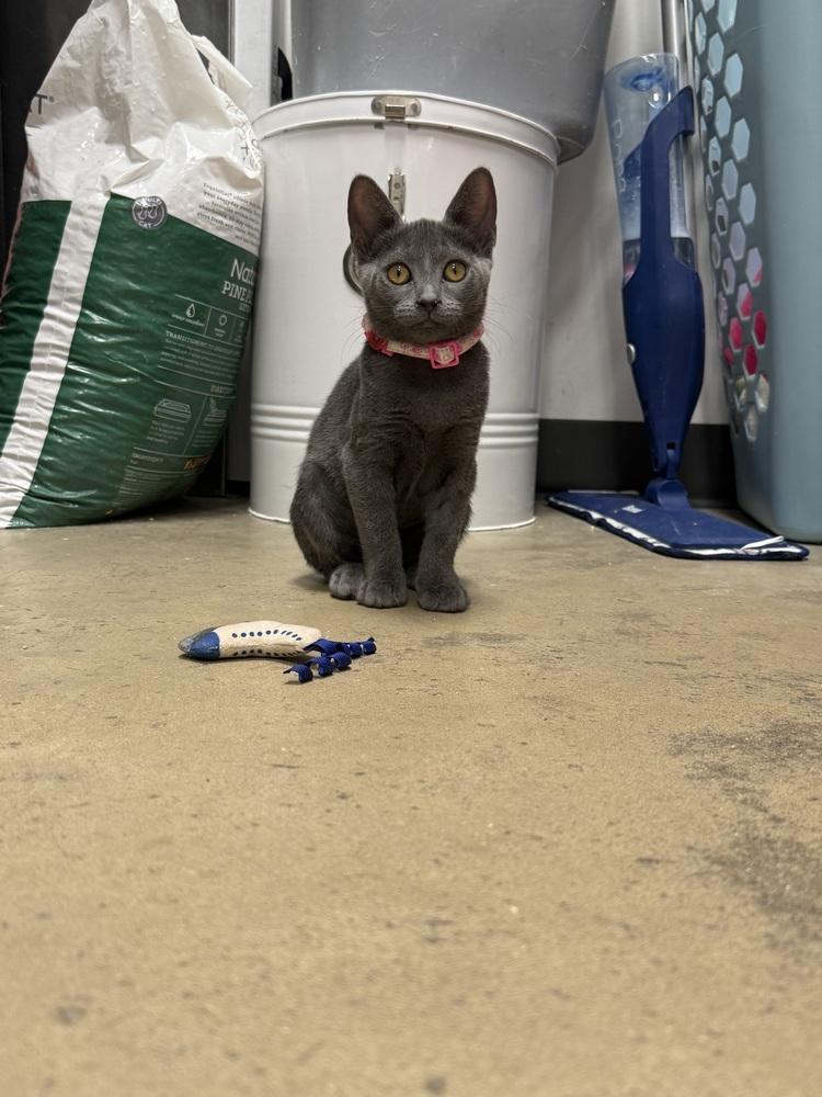Zendaya, Adoptable, Young Female Domestic Short Hair.