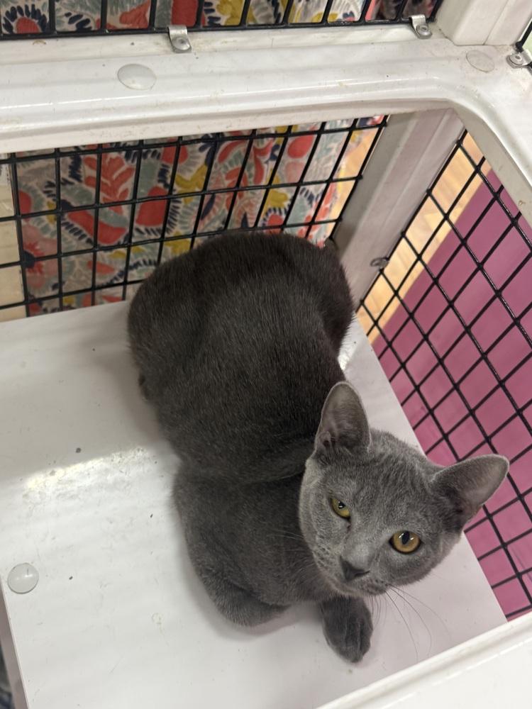 Enlarge Zendaya, a Adoptable Domestic Short Hair in Orlando, FL image 2/5