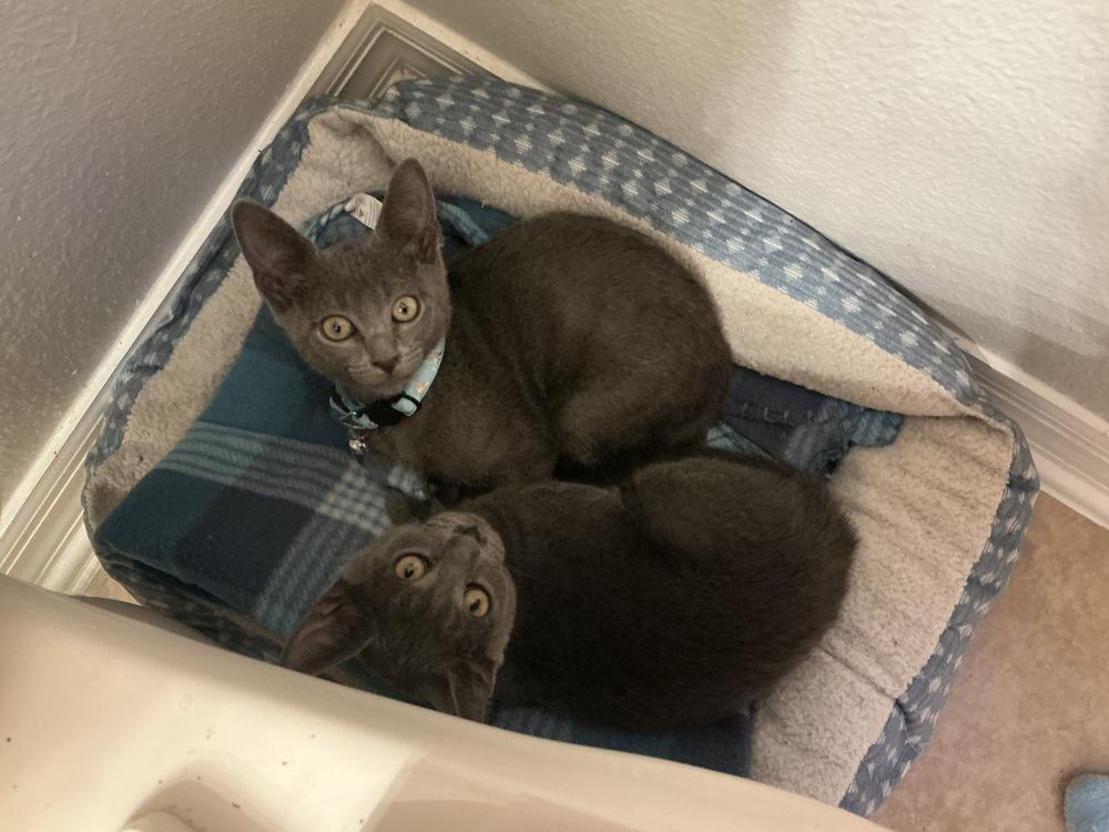 Enlarge Zendaya, a Adoptable Domestic Short Hair in Orlando, FL image 1/2