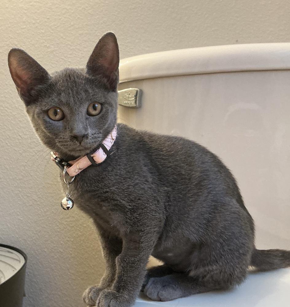 Enlarge Zendaya, a Adoptable Domestic Short Hair in Orlando, FL image 2/2