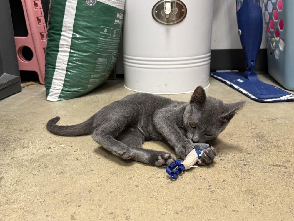 Enlarge Zendaya, a Adoptable Domestic Short Hair in Orlando, FL image 5/5