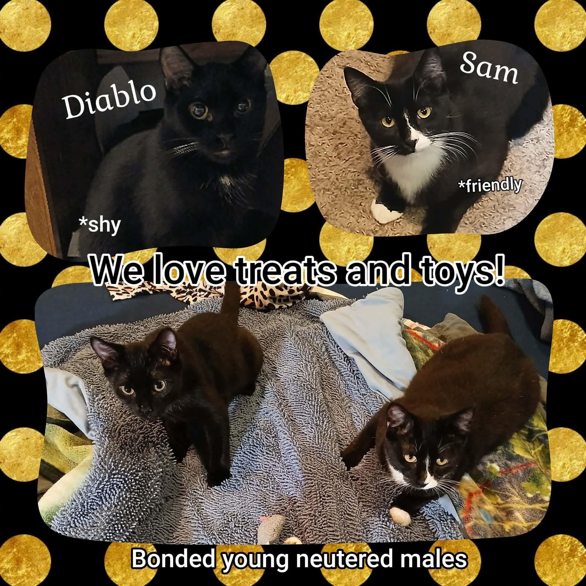 Enlarge Sam and "Dean" (Diablo), a Adopted Domestic Short Hair in Brigham City, UT image 1/1