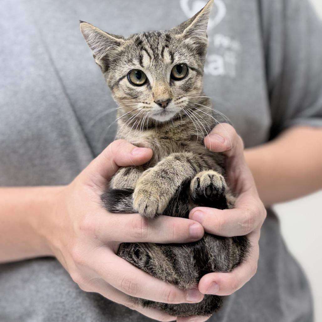 Meleys-3936, Adoptable, Kitten Female Domestic Short Hair.