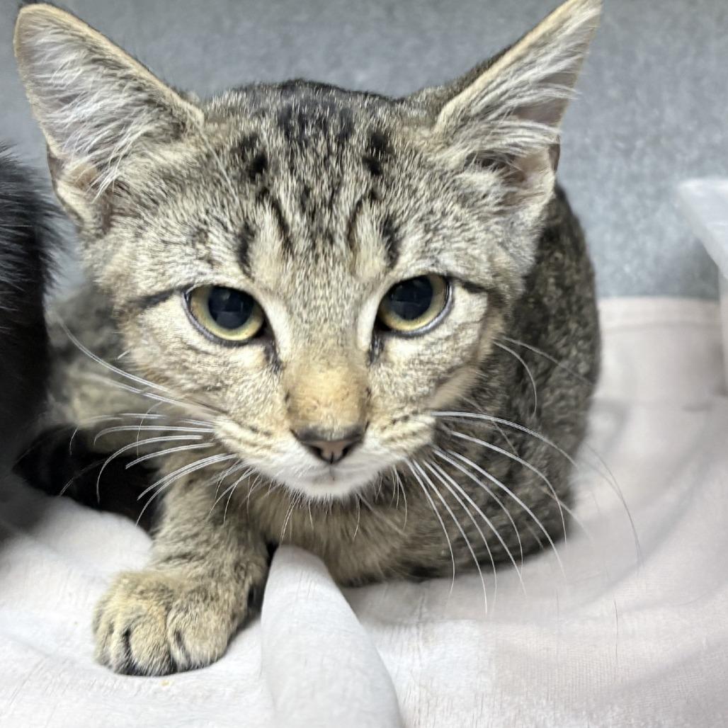 Enlarge Meleys-3936, a Adoptable Domestic Short Hair in Tyler, TX image 2/2