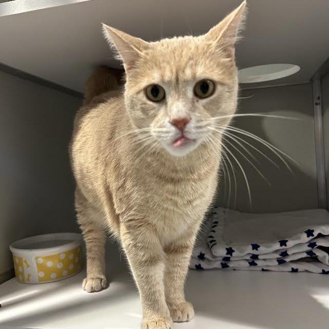 Borus FKA Brink, Adoptable, Senior Male Domestic Short Hair.