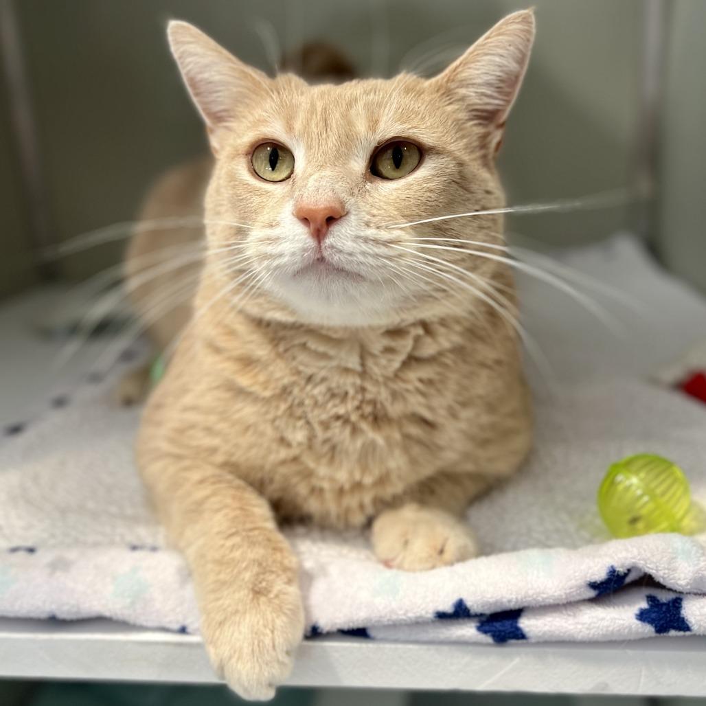 Enlarge Borus FKA Brink, a Adoptable Domestic Short Hair in Chesapeake, VA image 2/5