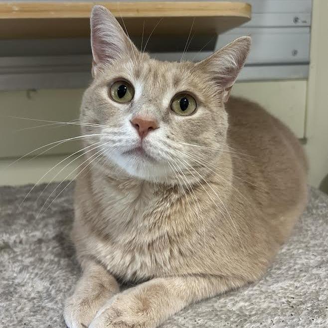 Enlarge Borus FKA Brink, a Adoptable Domestic Short Hair in Chesapeake, VA image 3/5