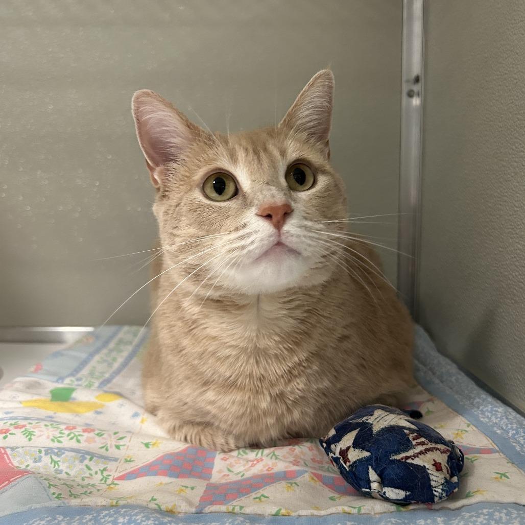 Enlarge Borus FKA Brink, a Adoptable Domestic Short Hair in Chesapeake, VA image 4/5