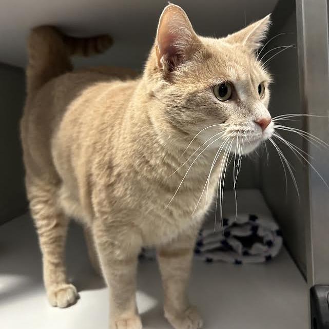 Enlarge Borus FKA Brink, a Adoptable Domestic Short Hair in Chesapeake, VA image 5/5