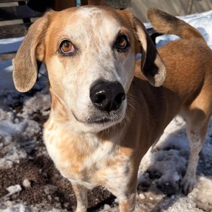 River, Adoptable, Adult Male Cattle Dog.