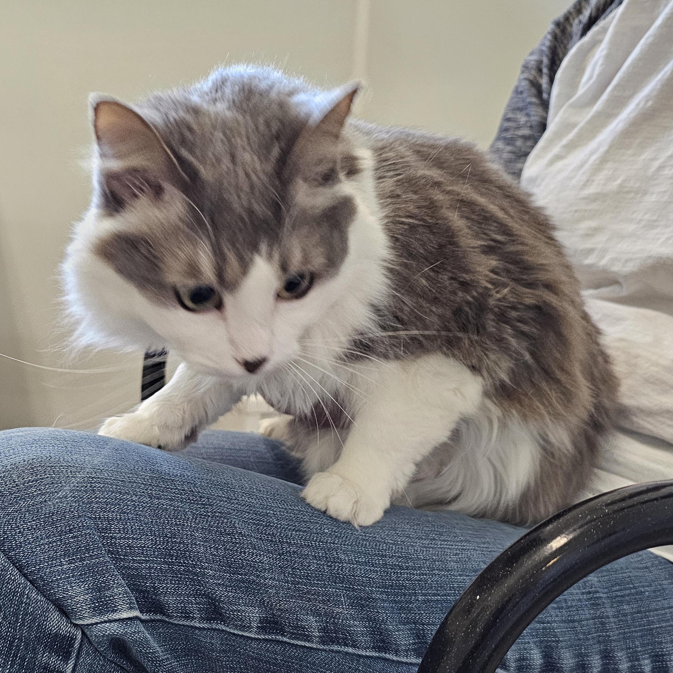 Kit T. Cat, an adopted Domestic Medium Hair in Waynesville, NC image 3/3