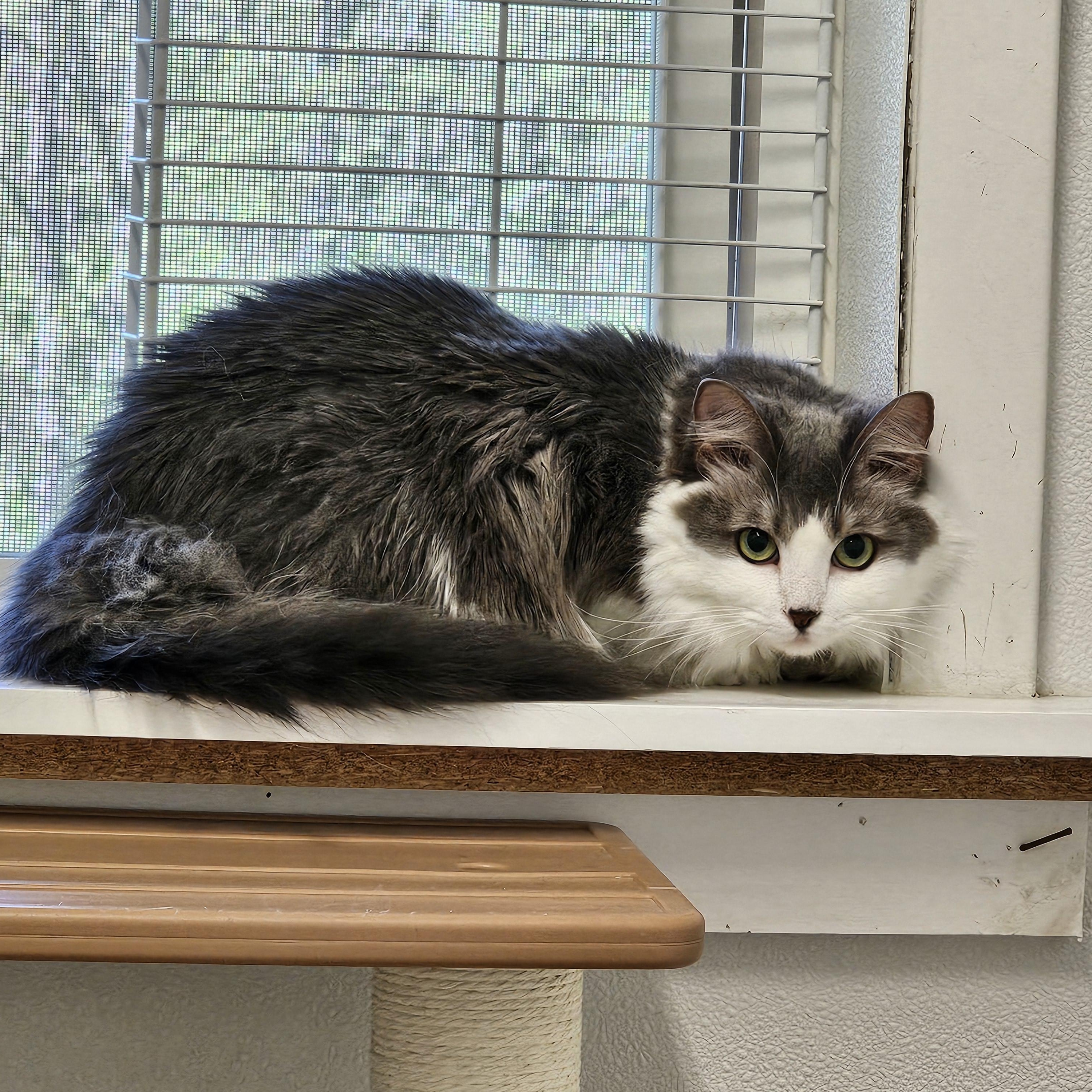 Kit T. Cat, an adopted Domestic Medium Hair in Waynesville, NC image 2/3