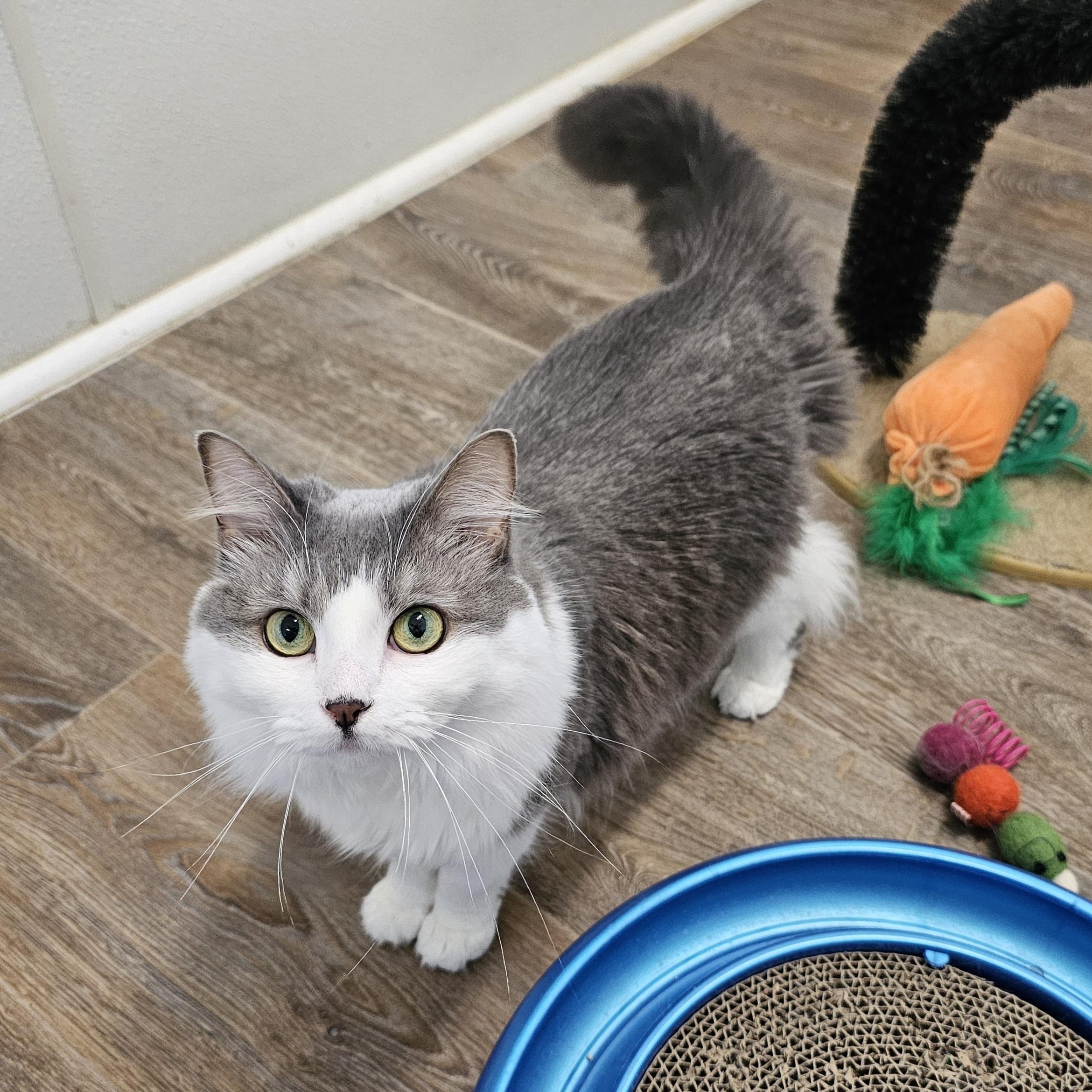 Kit T. Cat, an adopted Domestic Medium Hair in Waynesville, NC image 1/3