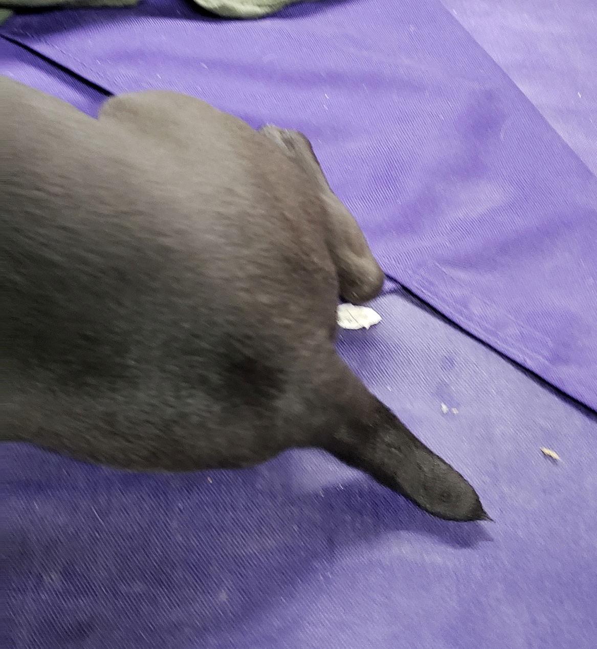 Enlarge Giacomo, a ADOPTABLE mixed breed in Pottstown, PA image 3/3