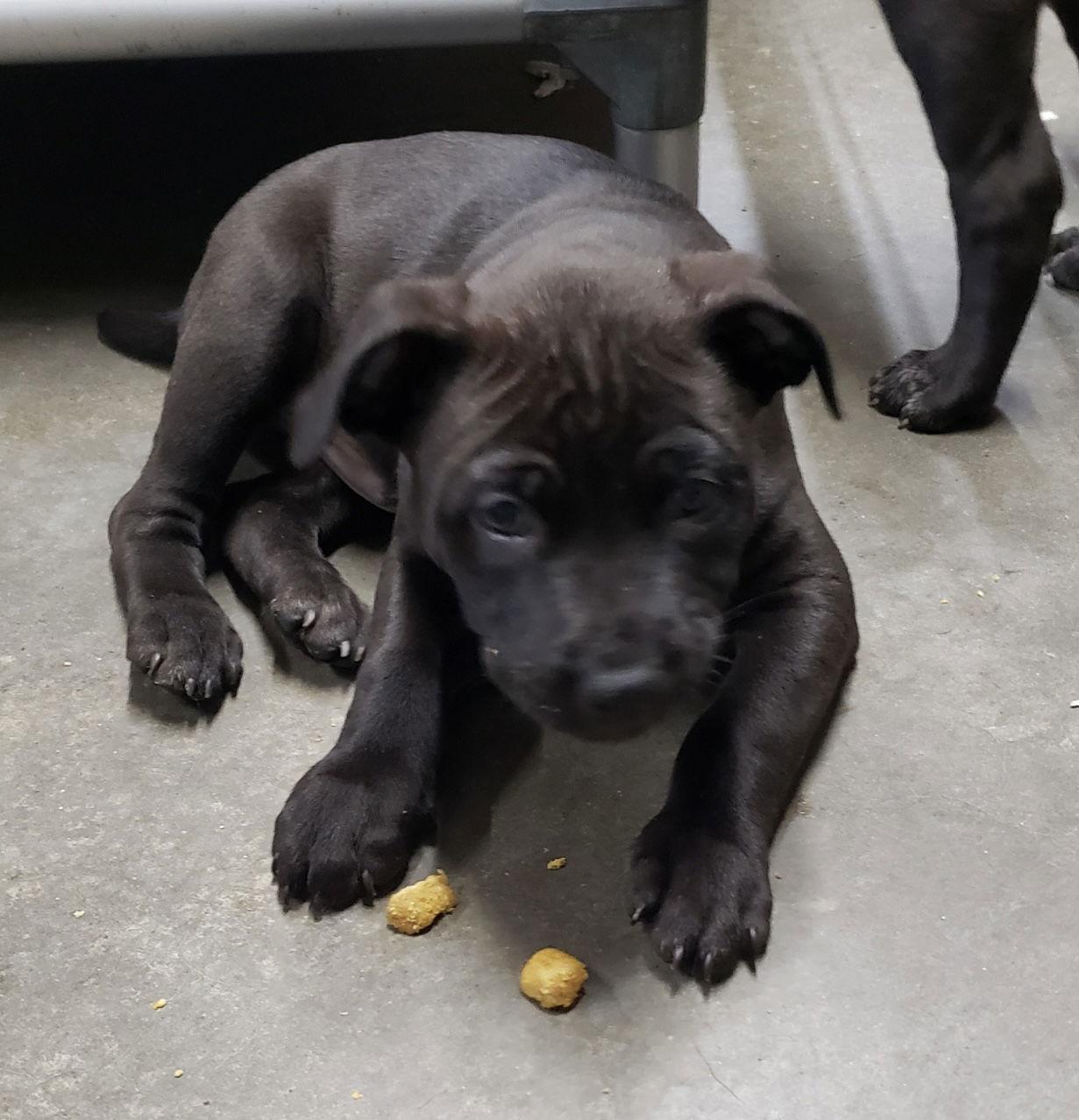 Enlarge Giacomo, a ADOPTABLE mixed breed in Pottstown, PA image 2/3