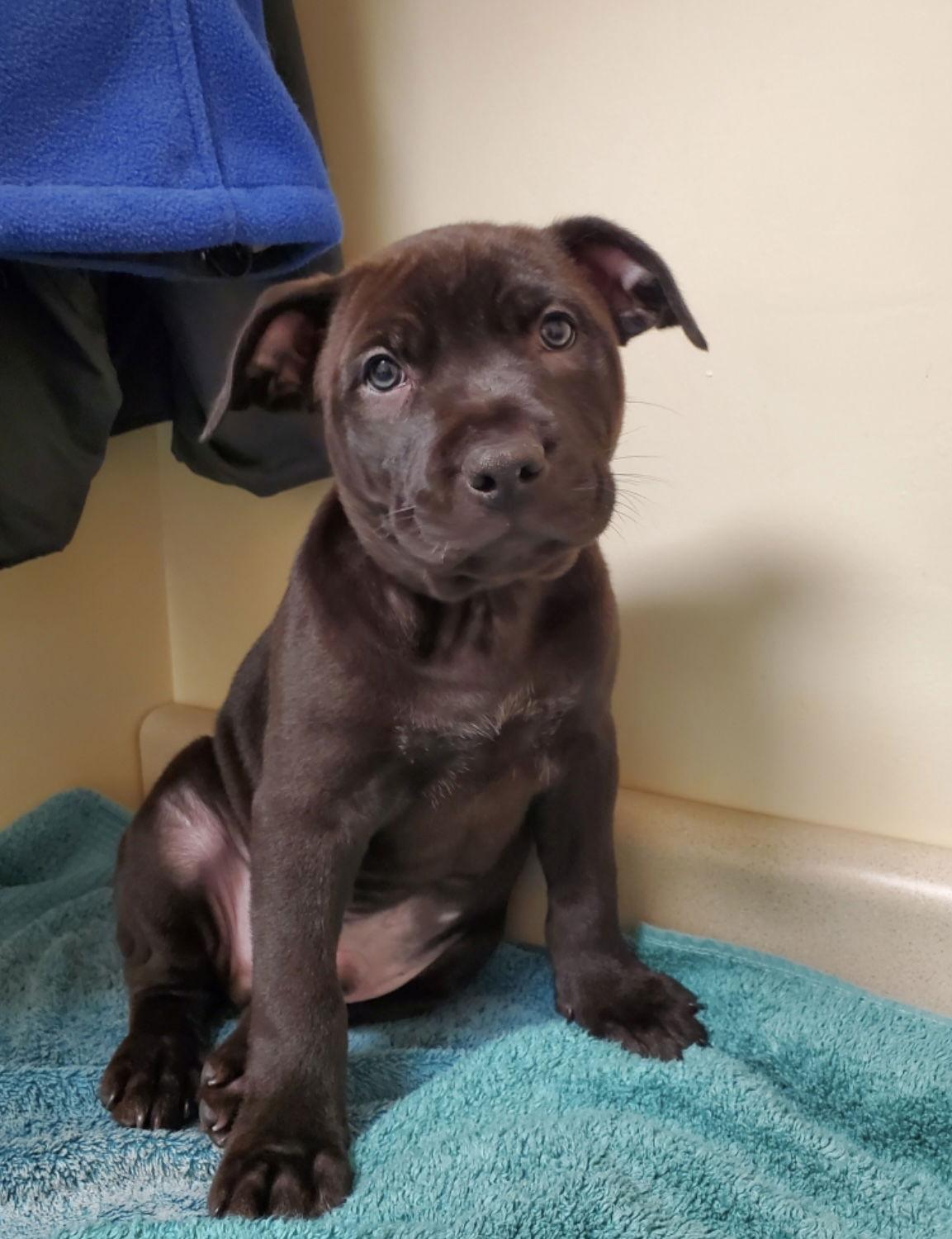 Giacomo, ADOPTABLE, Puppy Male Labrador Retriever & Pit Bull Terrier.