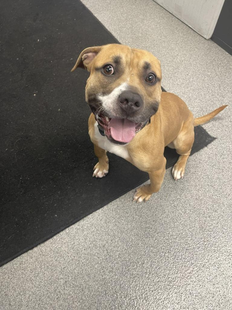 BUDDY, Adoptable, Young Male Staffordshire Bull Terrier.