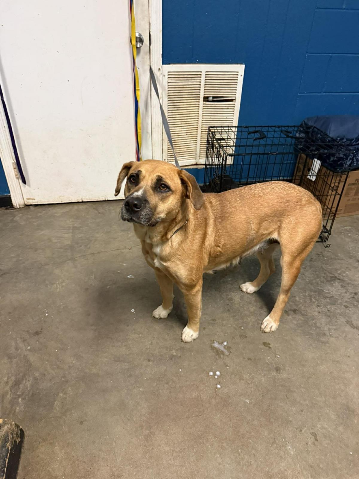 Enlarge Madeline, a Adoptable mixed breed in Ozark, AL image 1/1