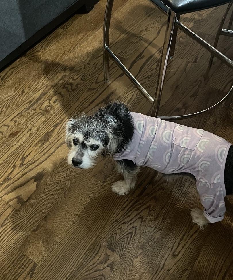 Belle, adopted, Senior Female Cocker Spaniel & Yorkshire Terrier.