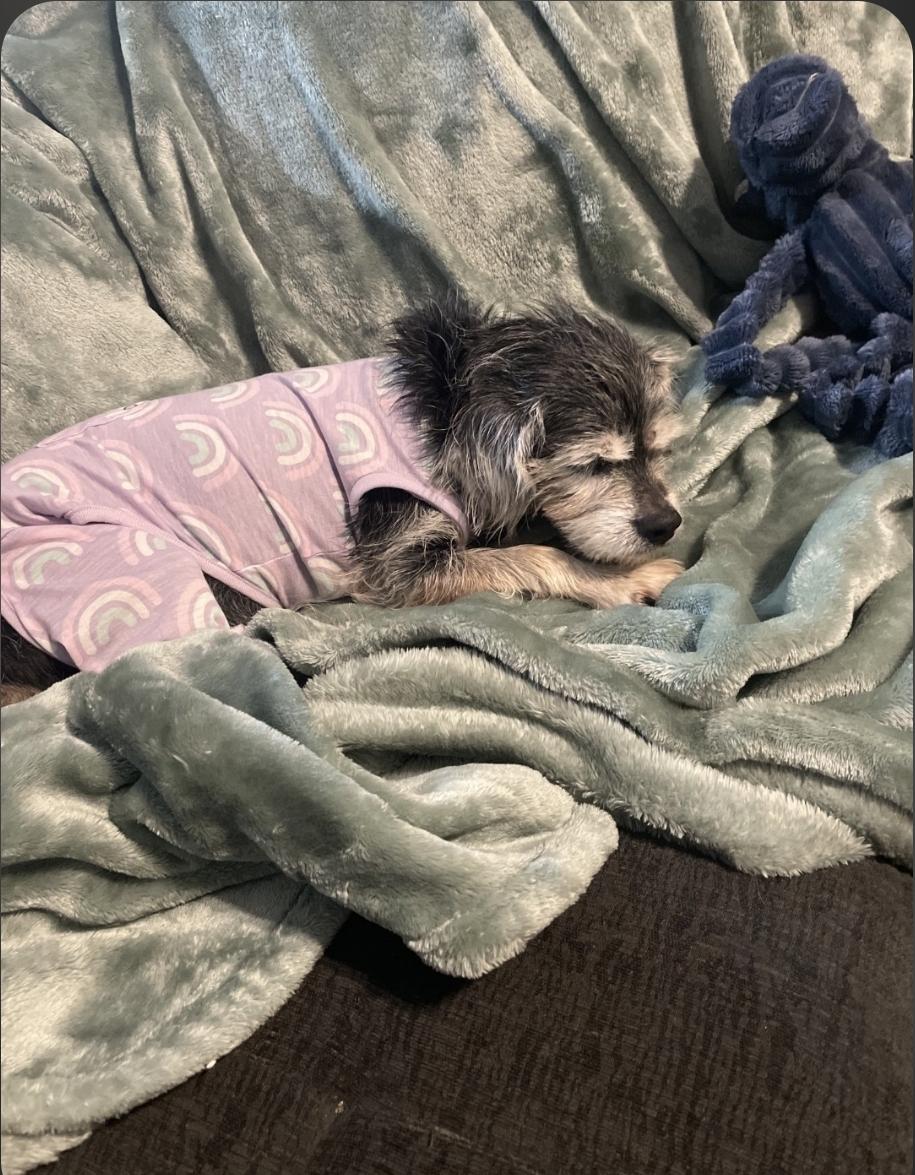 Enlarge Belle, an adopted mixed breed in Leavenworth, KS image 2/2