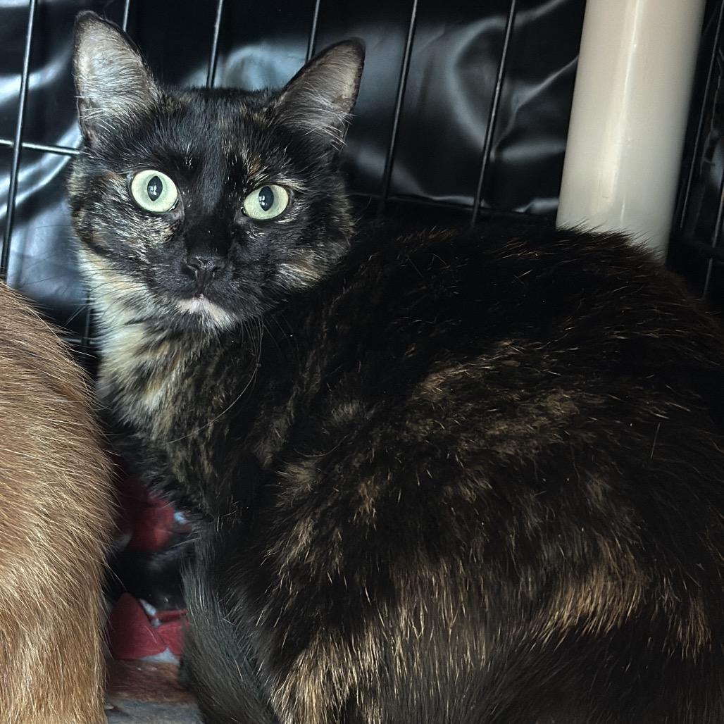 Enlarge Patches, a Adoptable Domestic Short Hair in Matteson, IL image 1/5