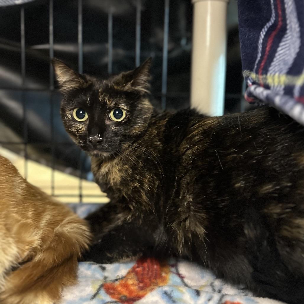Enlarge Patches, a Adoptable Domestic Short Hair in Matteson, IL image 2/5