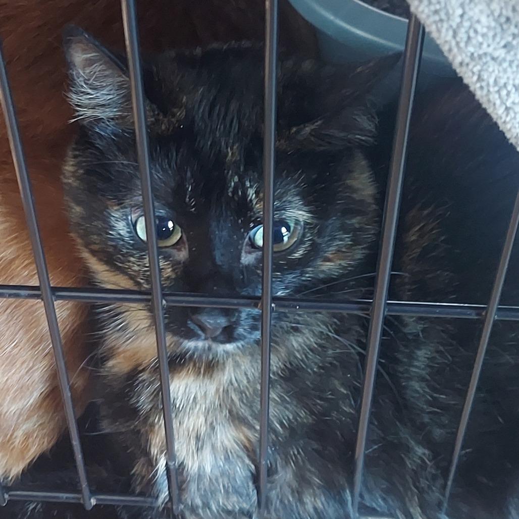 Enlarge Patches, a Adoptable Domestic Short Hair in Matteson, IL image 4/5