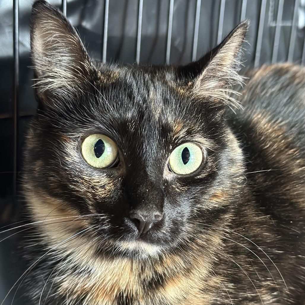 Enlarge Patches, a Adoptable Domestic Short Hair in Matteson, IL image 5/5