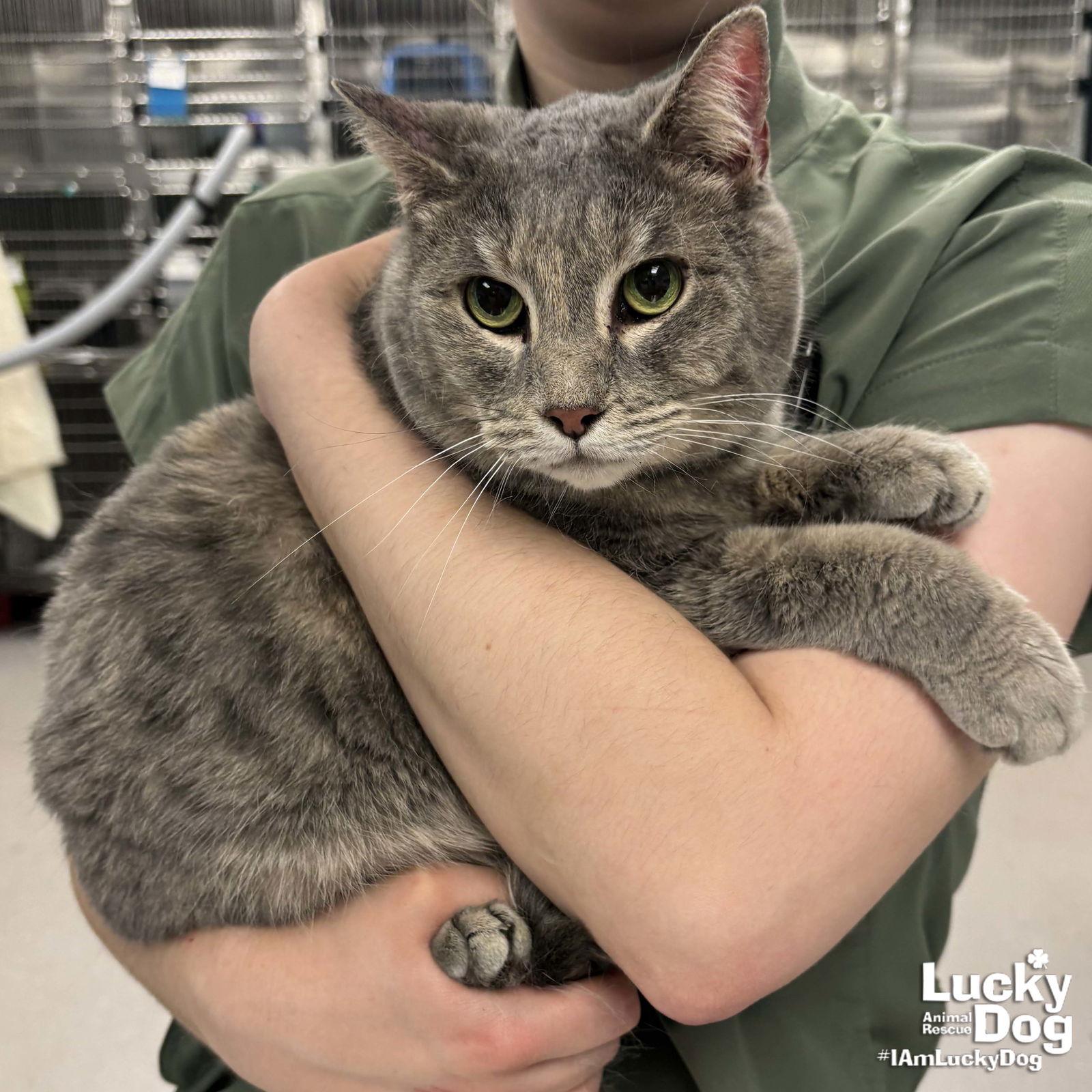 Enlarge Silverbell, a Adoptable Domestic Short Hair in Washington, DC image 1/2