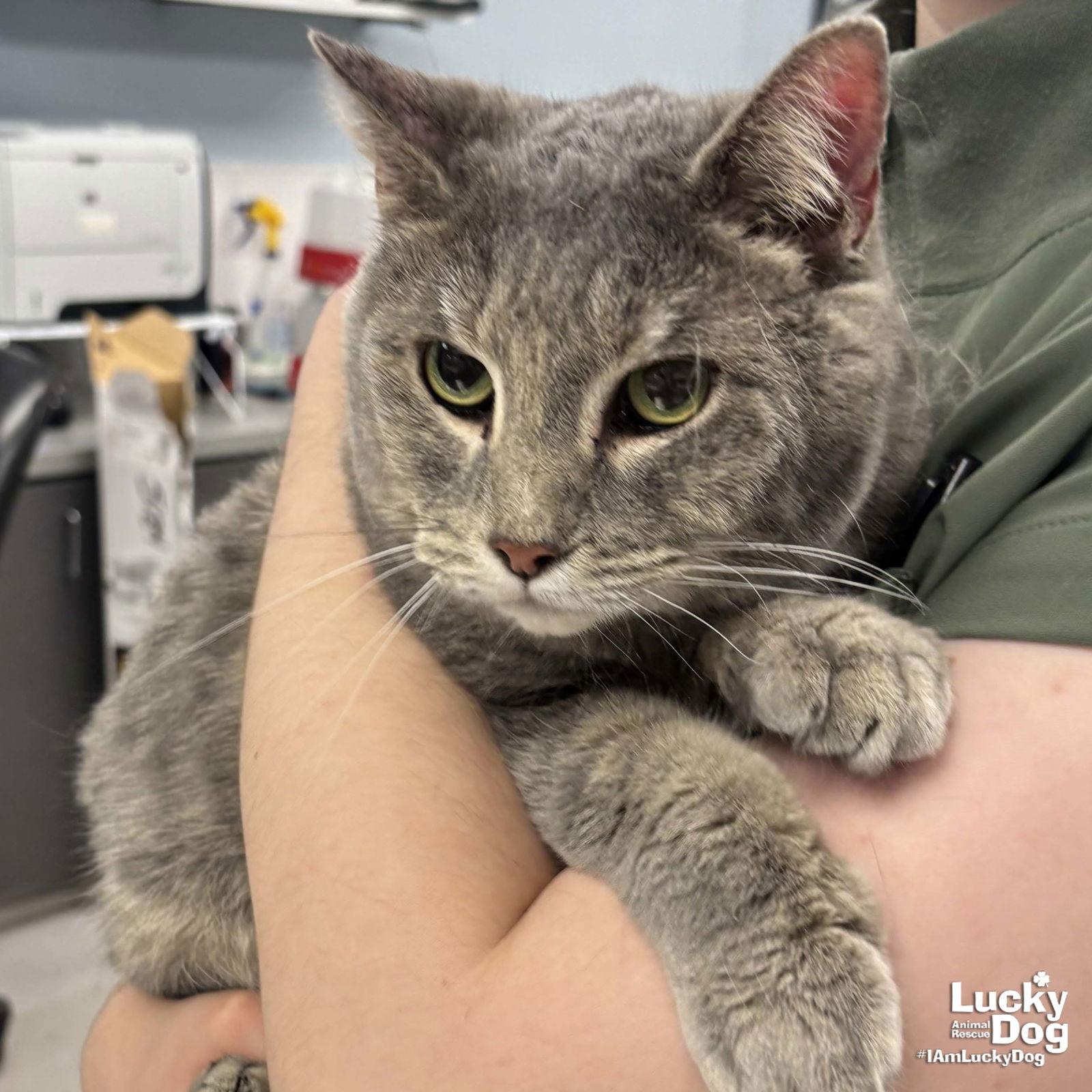 Enlarge Silverbell, a Adoptable Domestic Short Hair in Washington, DC image 2/2