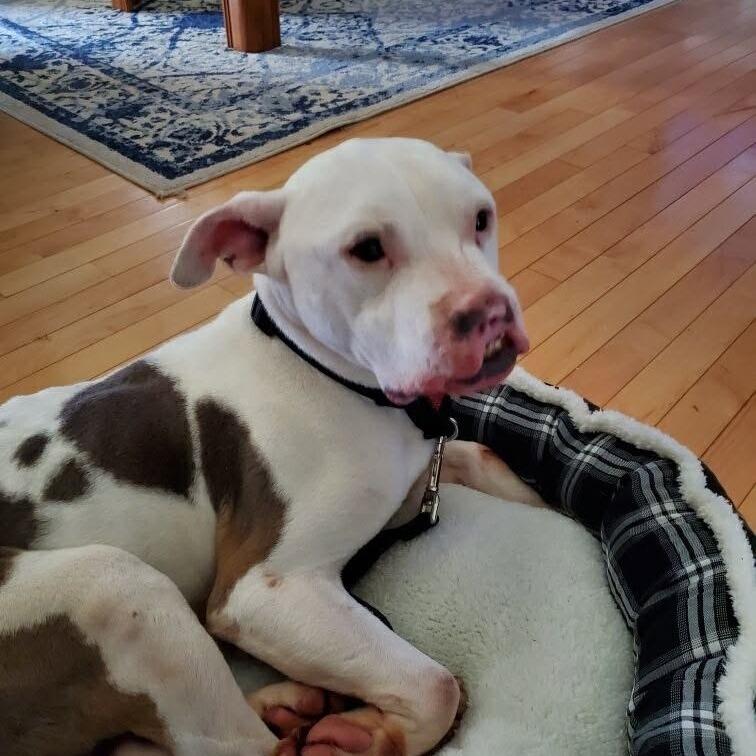 Phoenix (Phinny), Adoptable, Adult Male American Staffordshire Terrier.