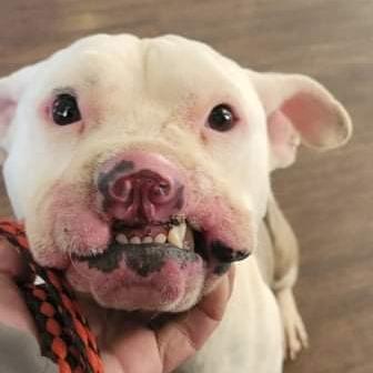 Enlarge Phoenix (Phinny), a Adoptable American Staffordshire Terrier in Shelby, NC image 2/2
