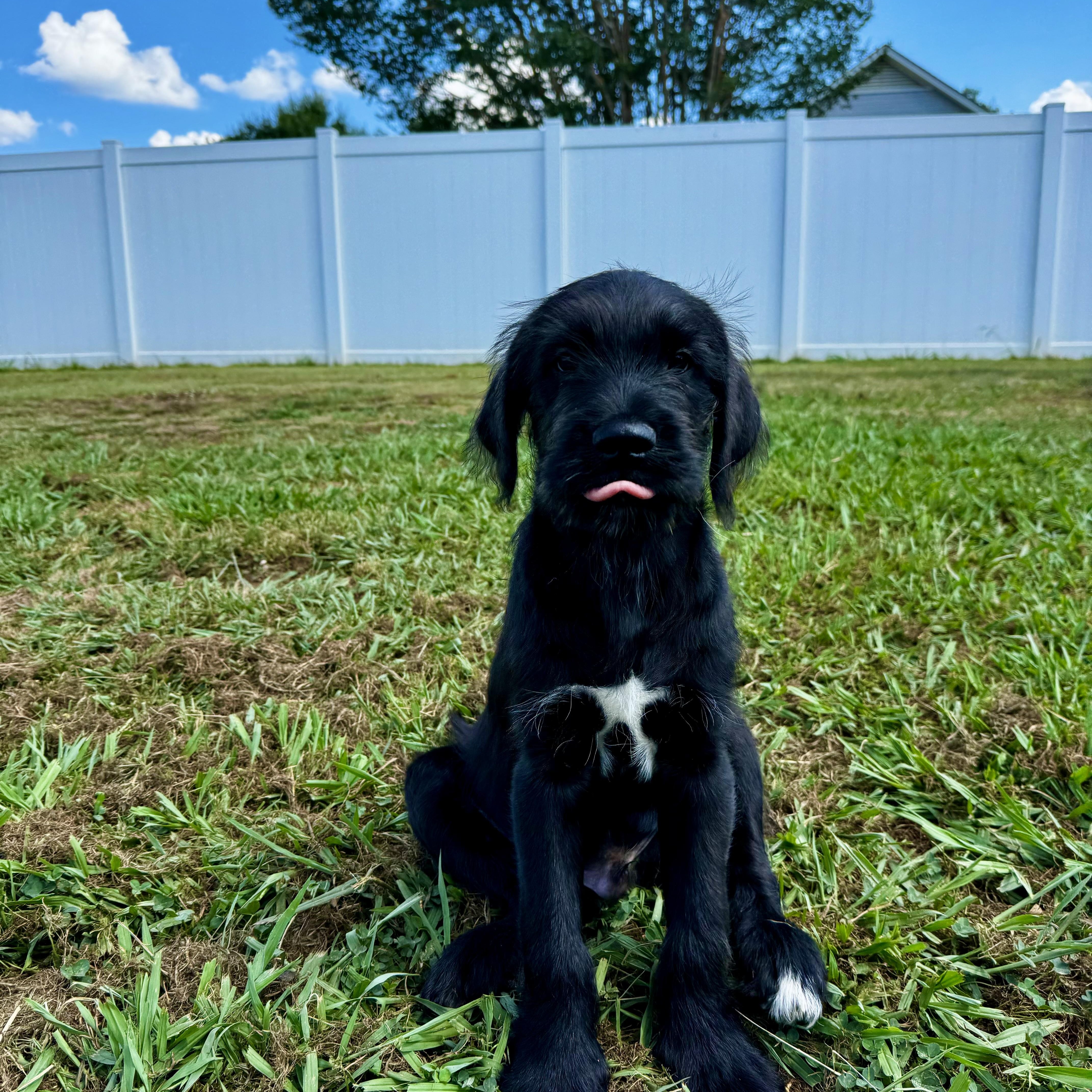 Enlarge David, a ADOPTABLE mixed breed in Rock Hill, SC image 4/6