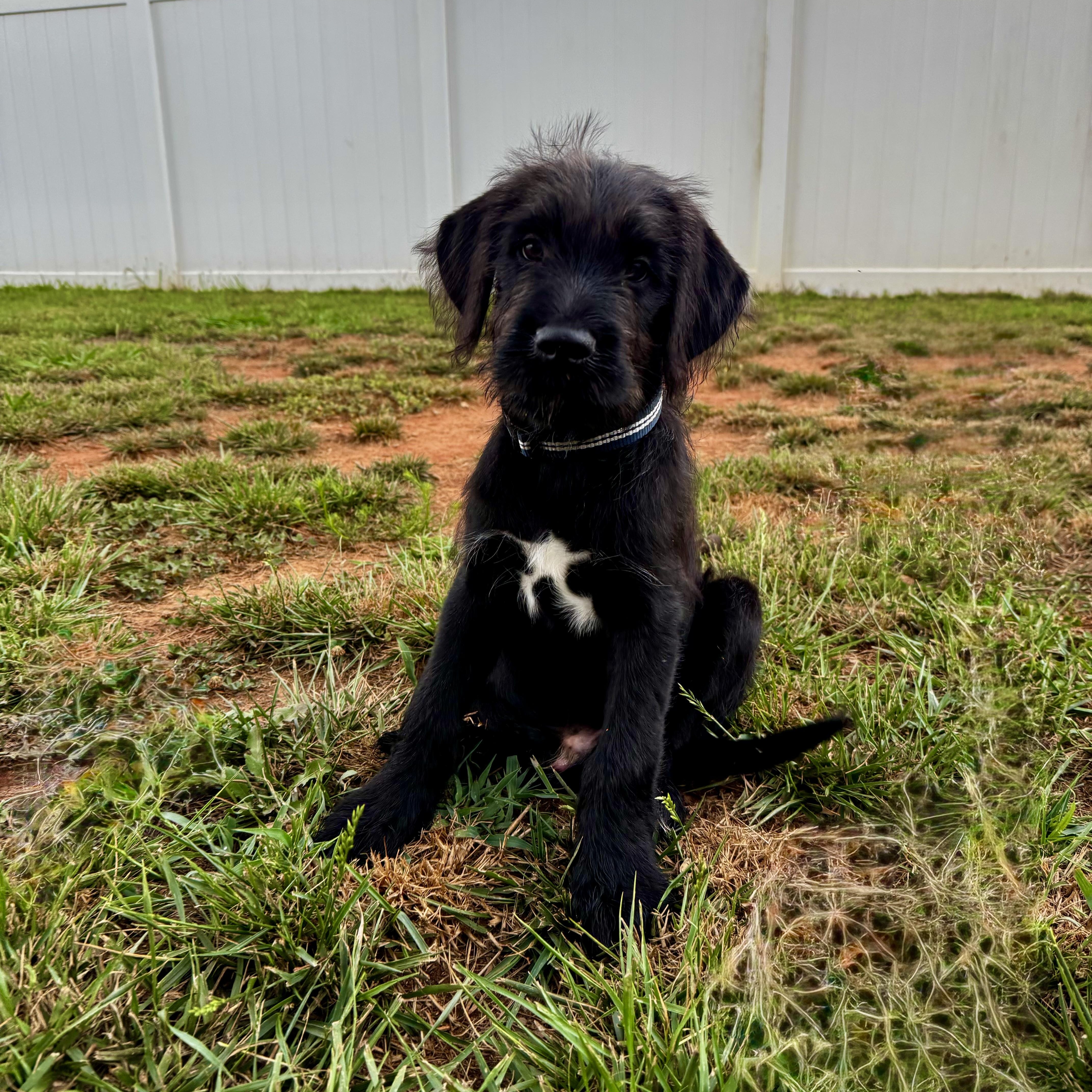 David, ADOPTABLE, Puppy Male Airedale Terrier & Labrador Retriever.