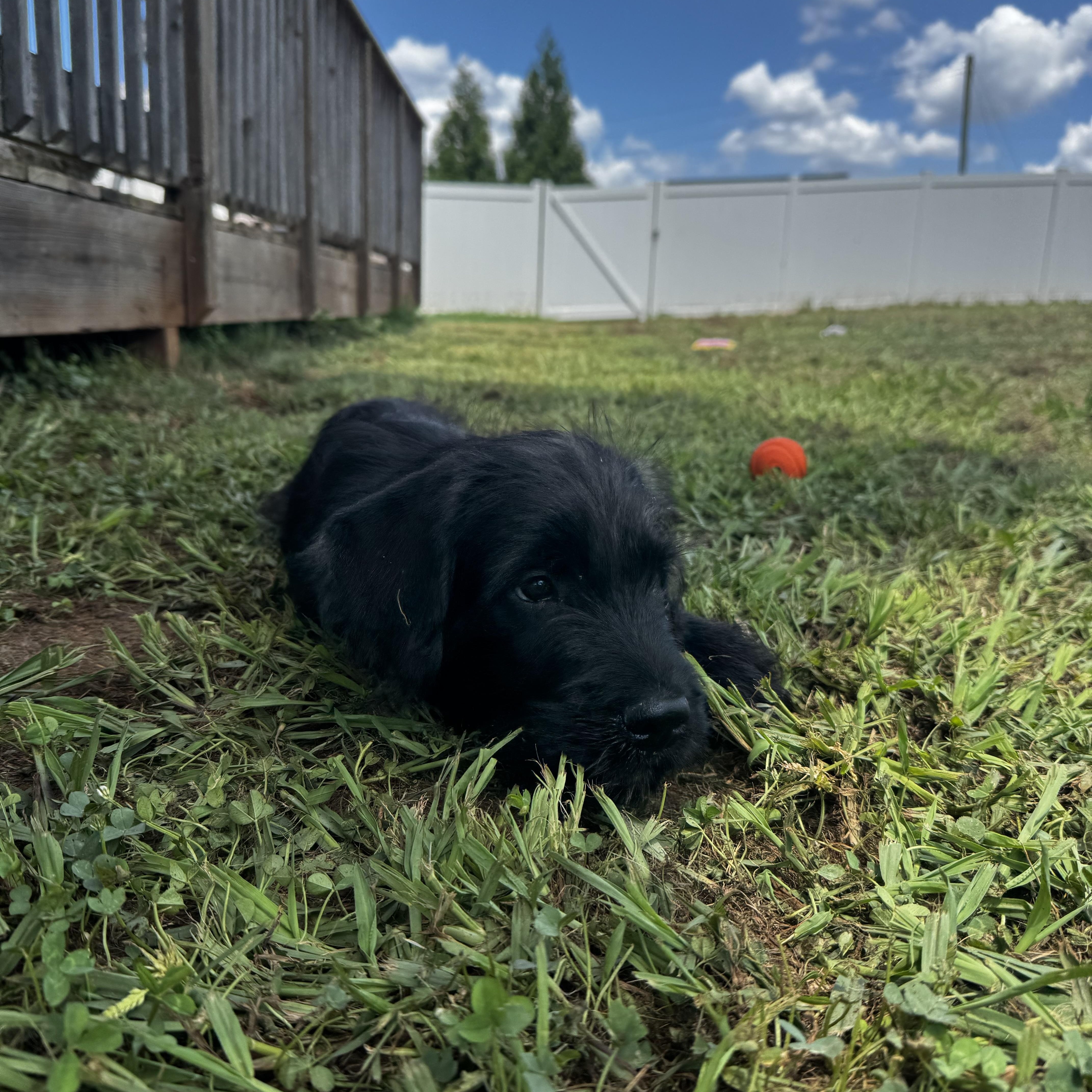 Enlarge David, a ADOPTABLE mixed breed in Rock Hill, SC image 6/6