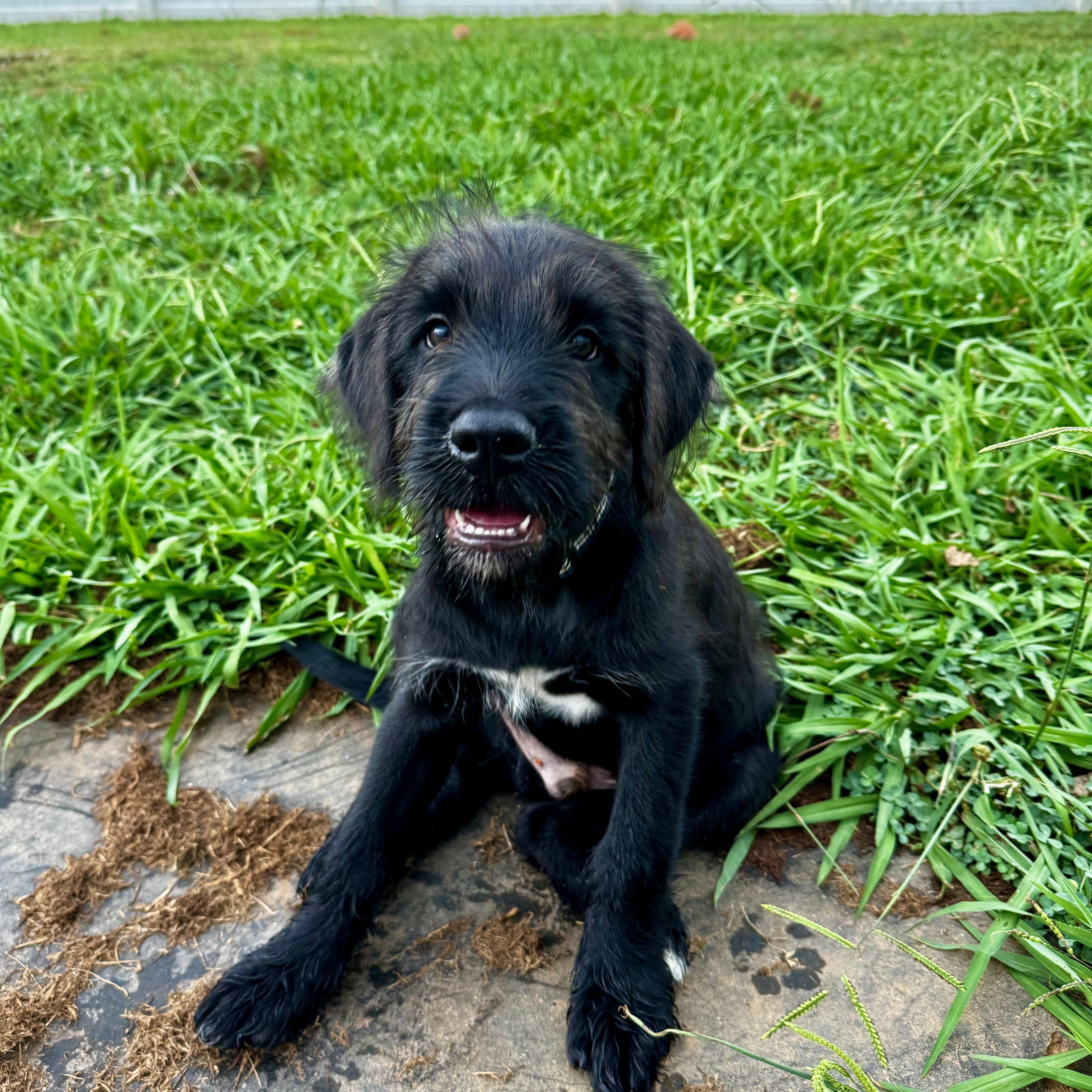 Enlarge David, a ADOPTABLE mixed breed in Rock Hill, SC image 5/6
