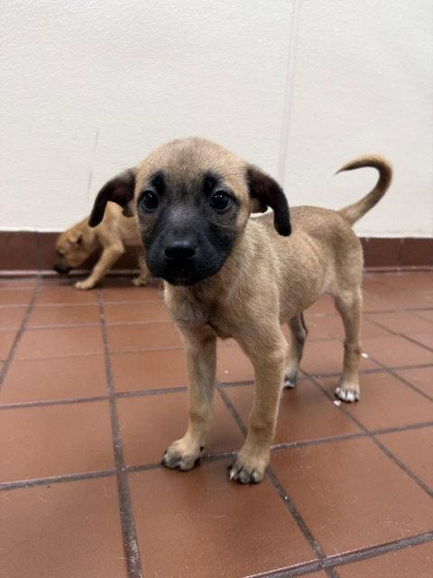 Enlarge Clover, a Adoptable mixed breed in Lake Hopatcong, NJ image 1/3