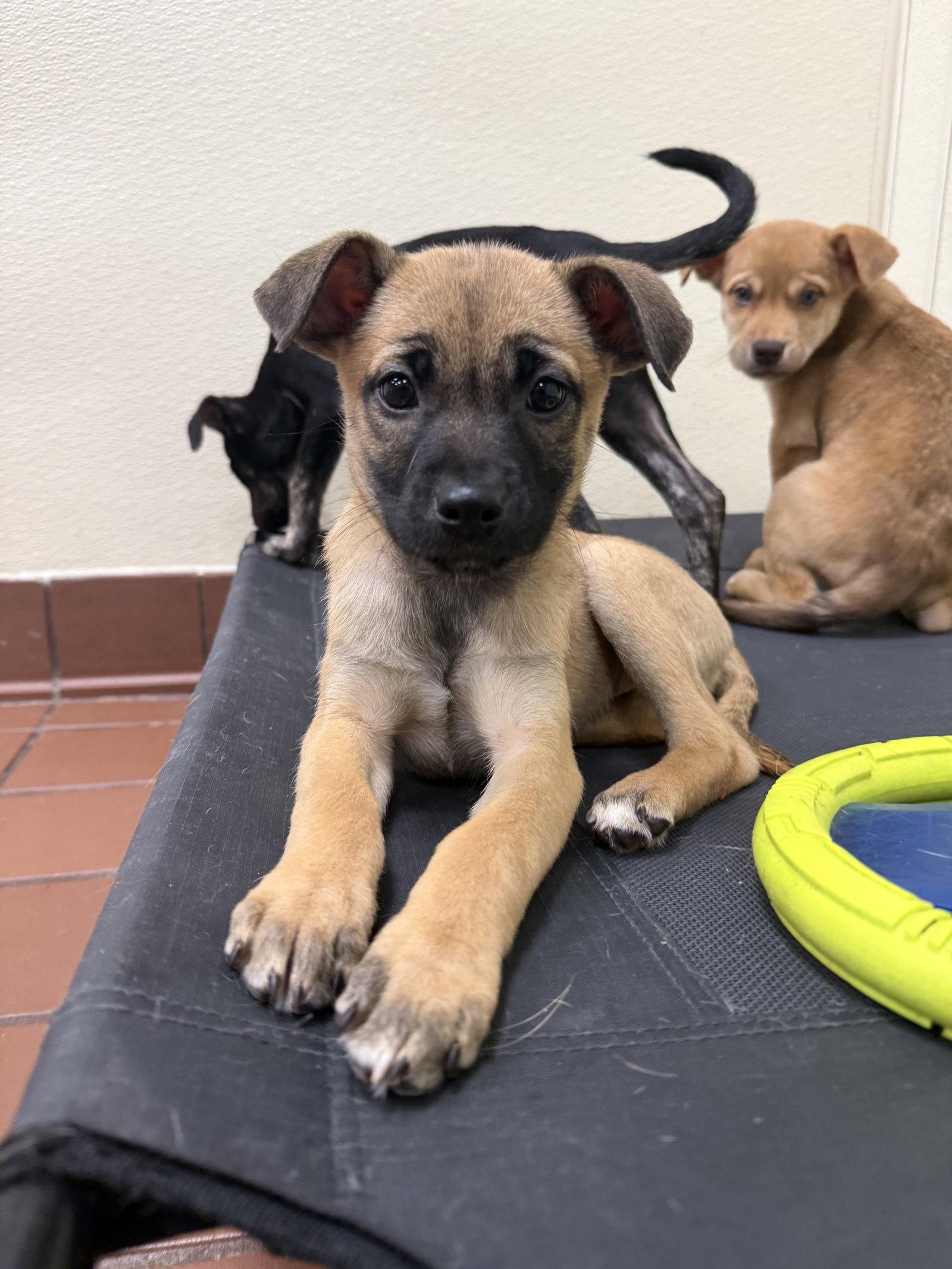Enlarge Clover, a Adoptable mixed breed in Lake Hopatcong, NJ image 2/3
