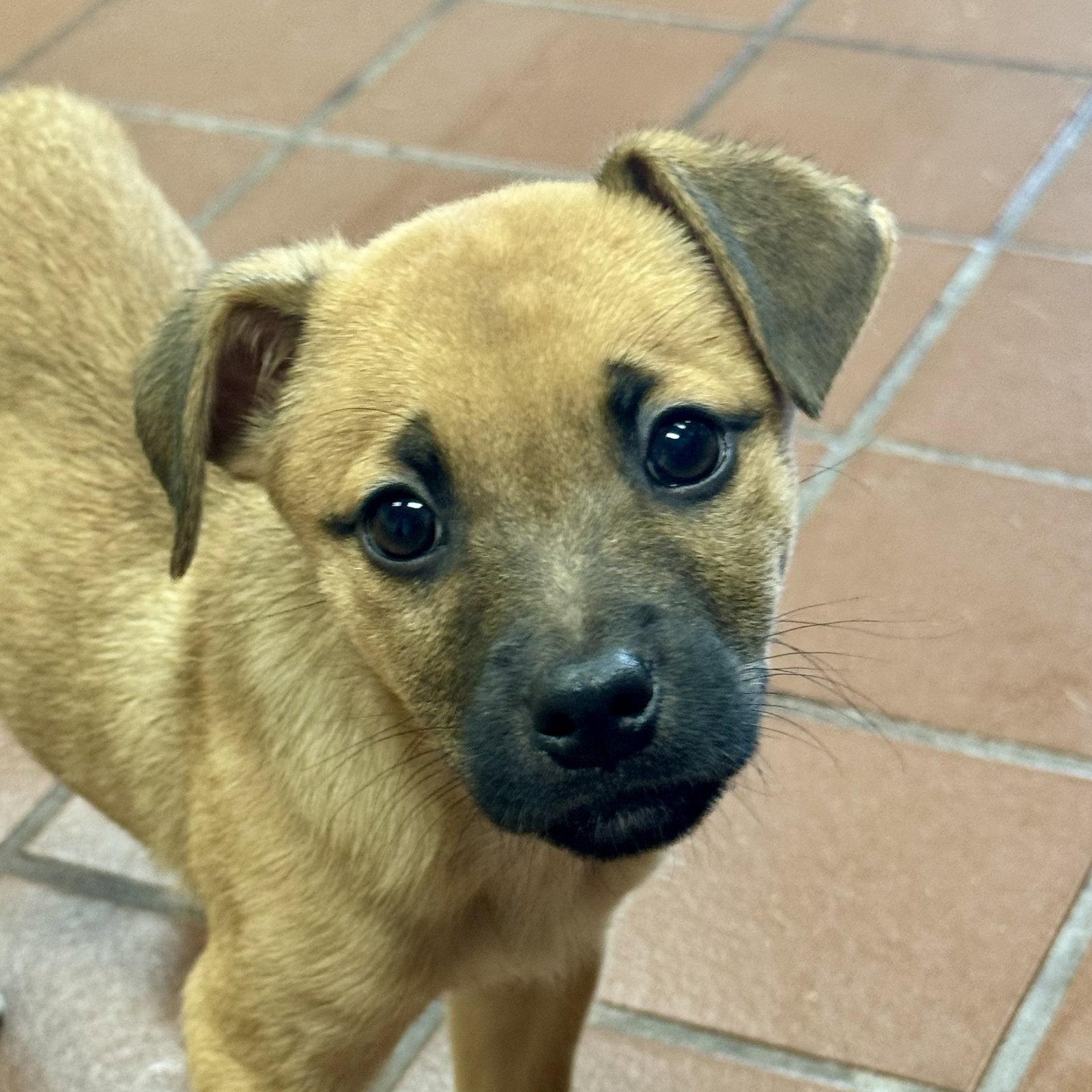 Clover, Adoptable, Puppy Female Labrador Retriever & Shepherd.