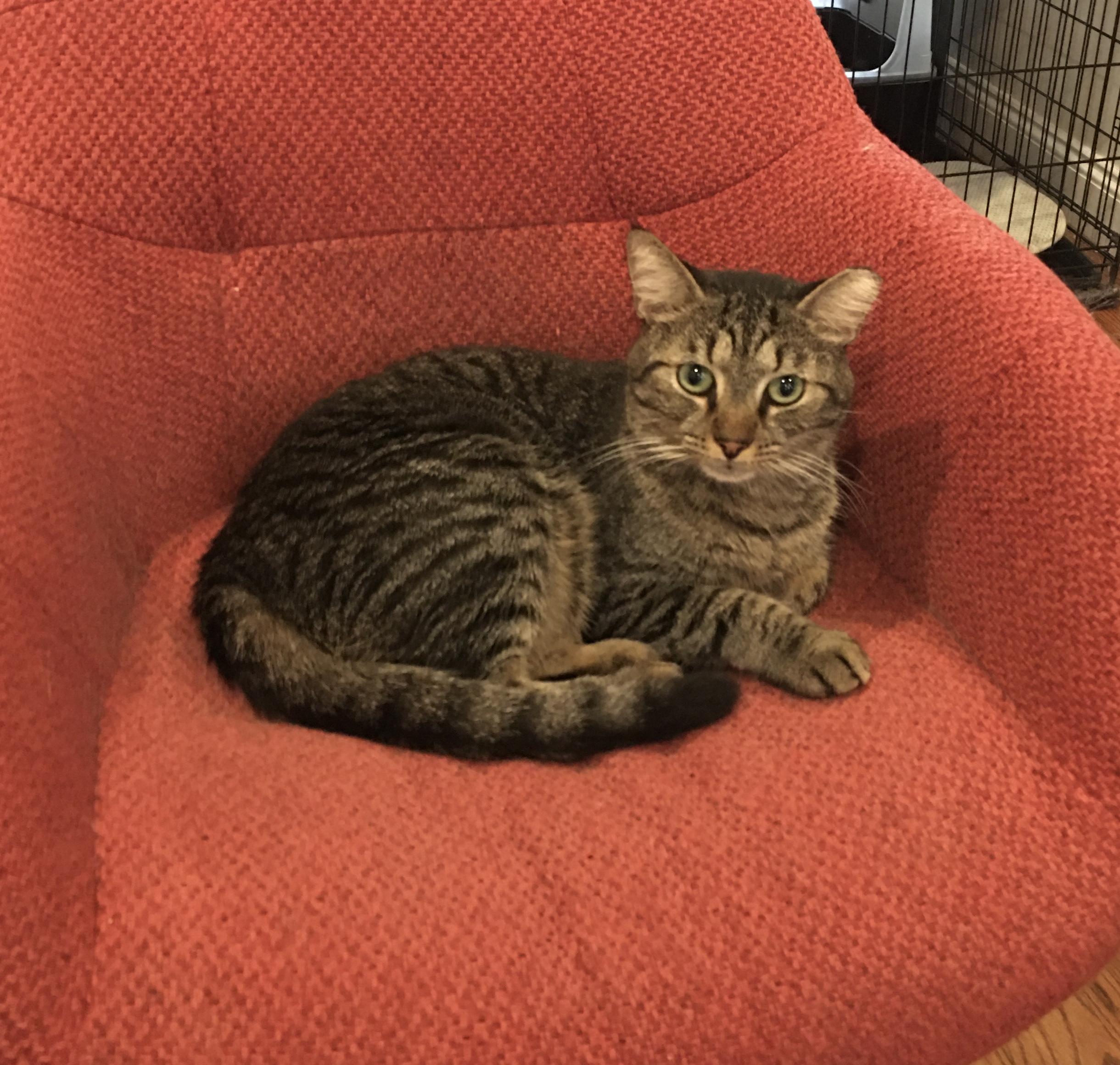 Enlarge Pancho, a Adoptable American Shorthair in Brooklyn, NY image 1/6