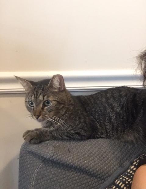 Enlarge Pancho, a Adoptable American Shorthair in Brooklyn, NY image 2/6