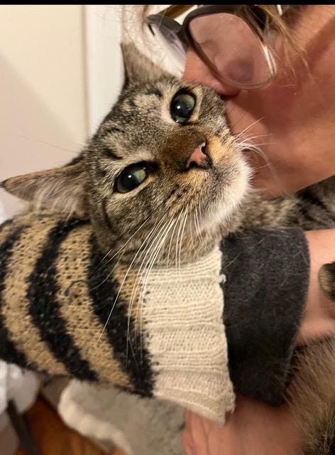 Enlarge Pancho, a Adoptable American Shorthair in Brooklyn, NY image 4/6