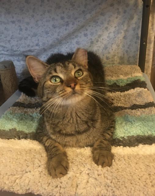 Enlarge Pancho, a Adoptable American Shorthair in Brooklyn, NY image 5/6