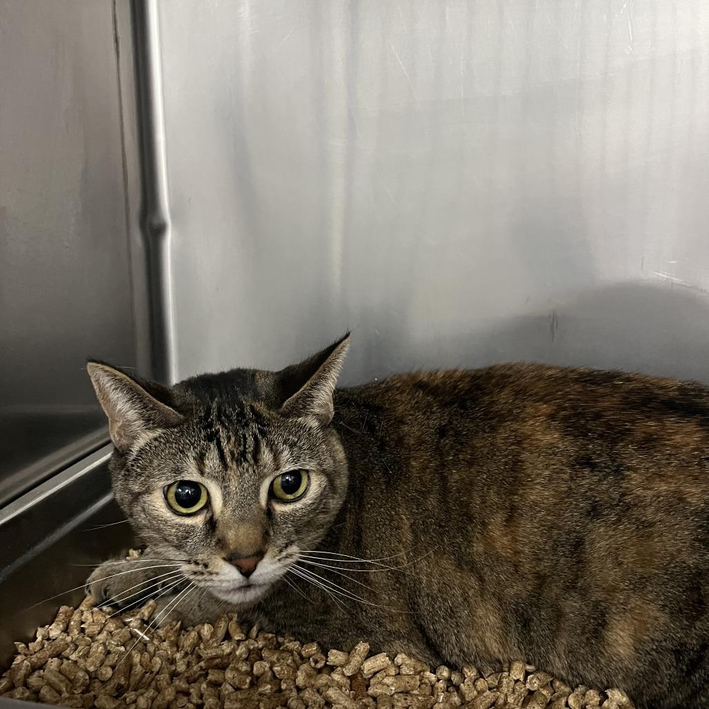 Enlarge Adrian, a Adoptable Domestic Short Hair in Idaho Falls, ID image 1/2