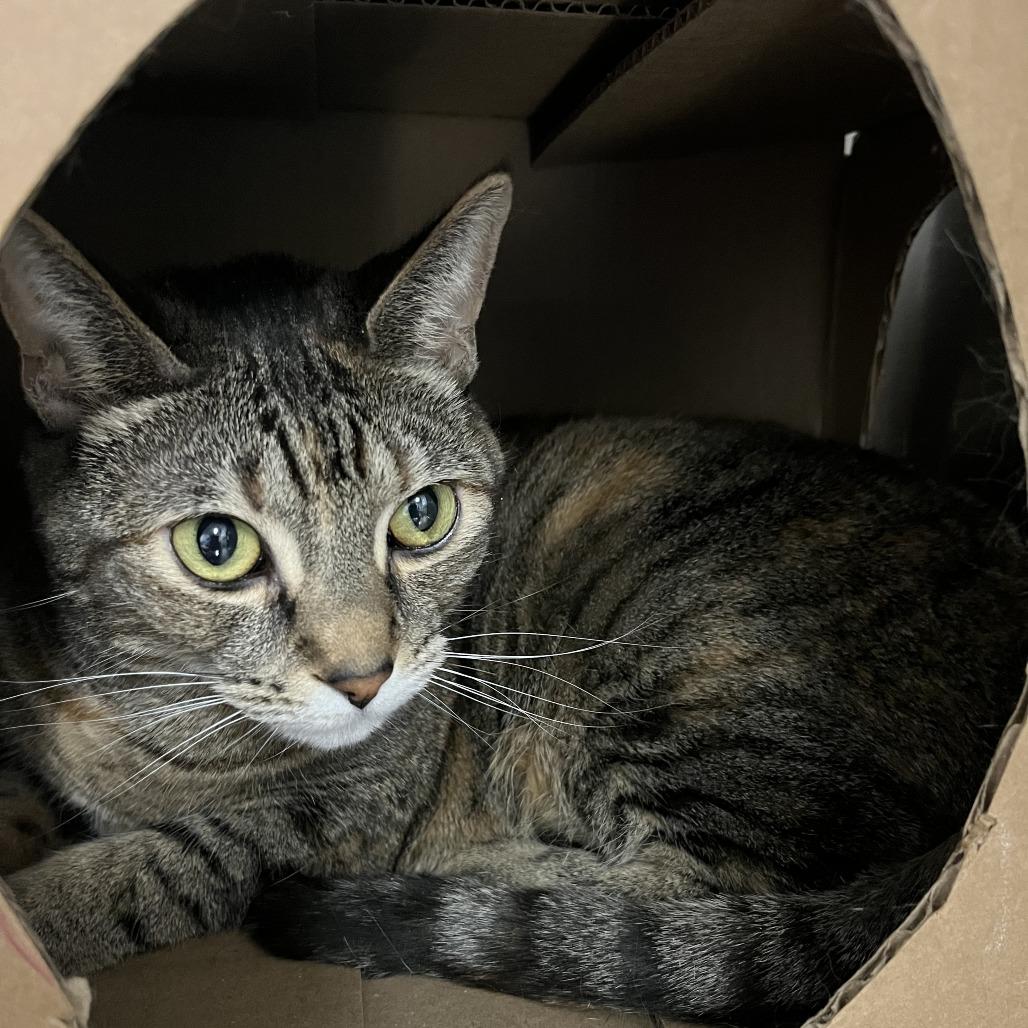 Enlarge Adrian, a Adoptable Domestic Short Hair in Idaho Falls, ID image 2/2